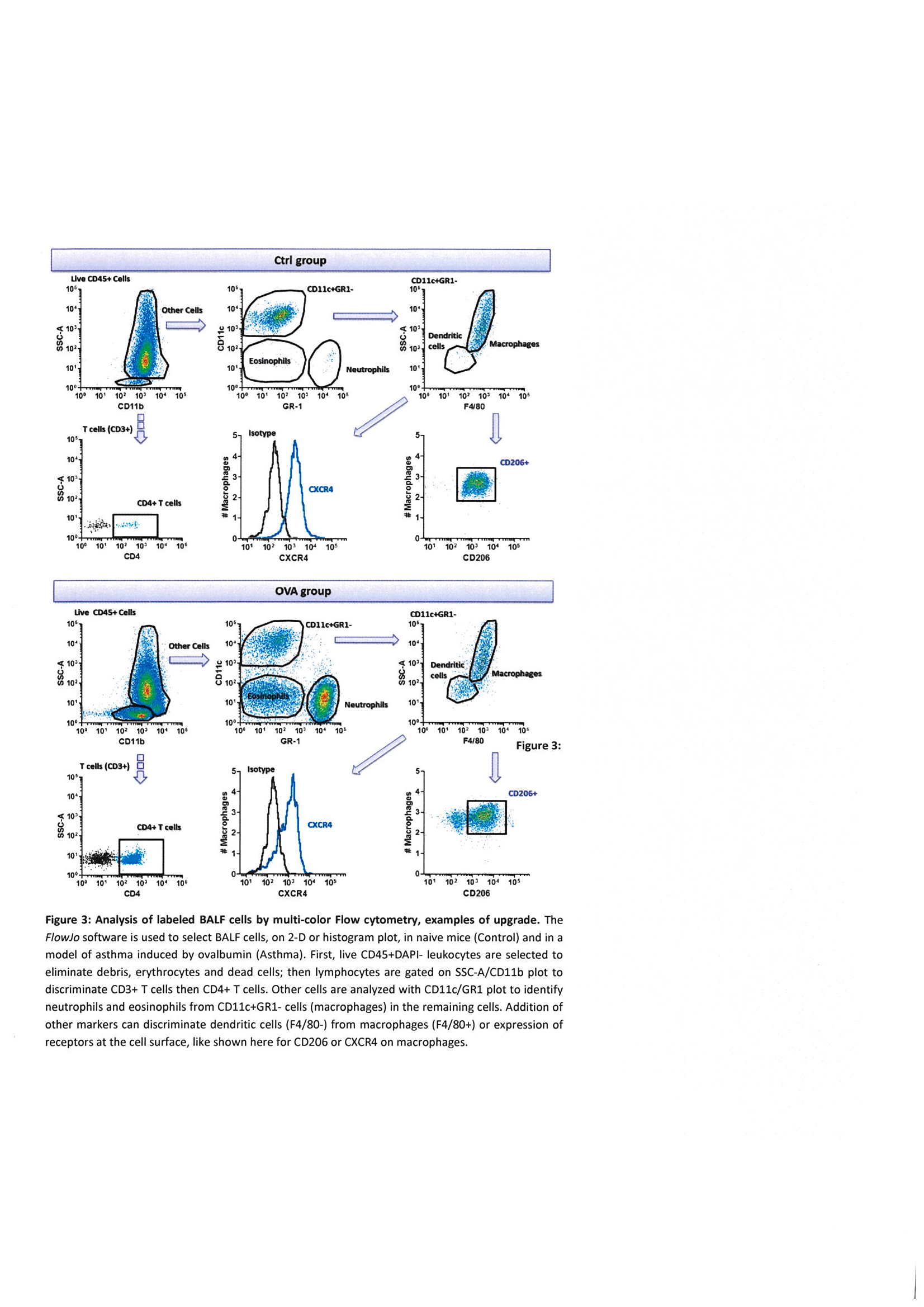 A Fast, Easy, and Customizable Eight-Color Flow Cytometric Method for Analysis of the Cellular Content of Bronchoalveolar Lavage Fluid in the Mouse